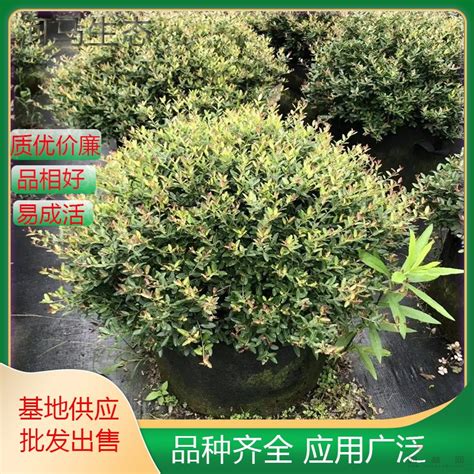 冬青先令|先令冬青 Ilex vomitoria cv. Schillings